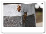 Birth of cicadaセミの誕生