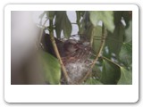 Bird's nest (by my window)ヒヨドリの巣（僕の窓から）